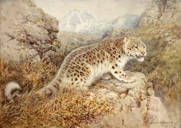 Leopardo de las nieves, c.1920